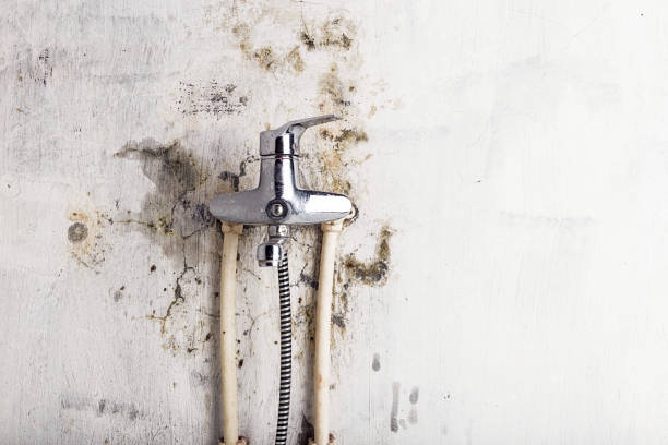 Best Mold Damage Repair  in Maumelle, AR
