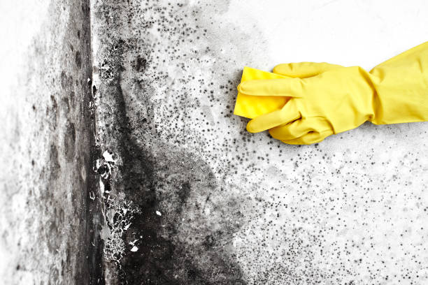 Best Commercial Mold Removal  in Maumelle, AR