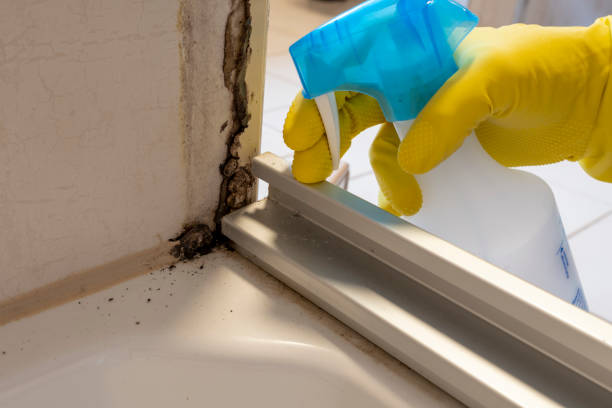 Best Attic Mold Removal  in Maumelle, AR