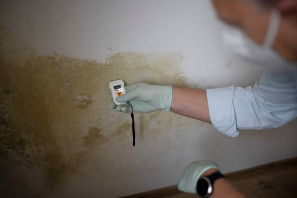 Trusted Maumelle, AR Mold Removal Experts