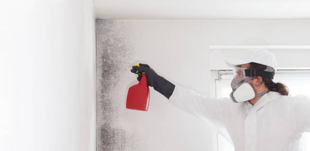Best Affordable Mold Removal  in Maumelle, AR