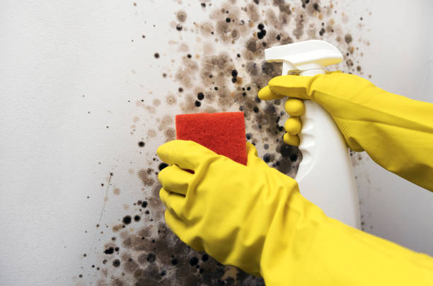 Best Mold Testing  in Maumelle, AR