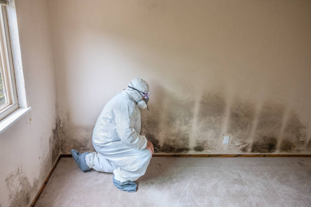 Best Black Mold Removal  in Maumelle, AR