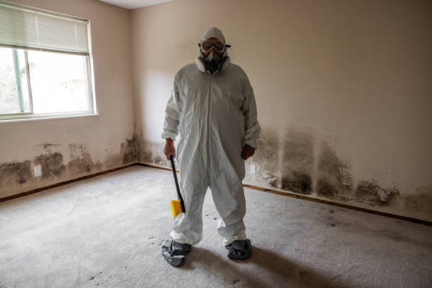 Best Office Mold Removal Services  in Maumelle, AR
