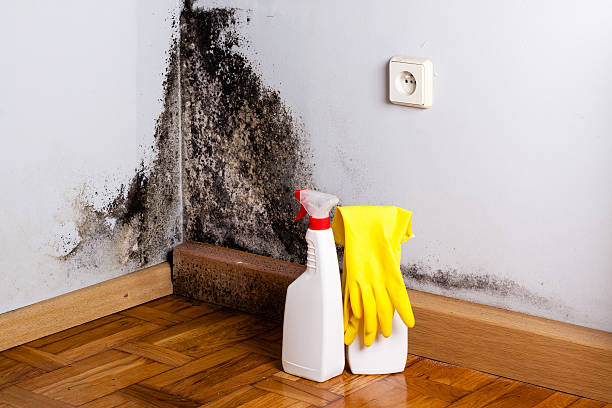 Best Mold Remediation  in Maumelle, AR