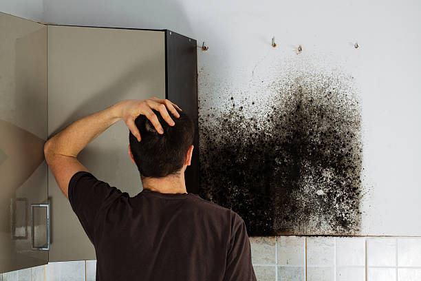 Best Same-Day Mold Removal  in Maumelle, AR