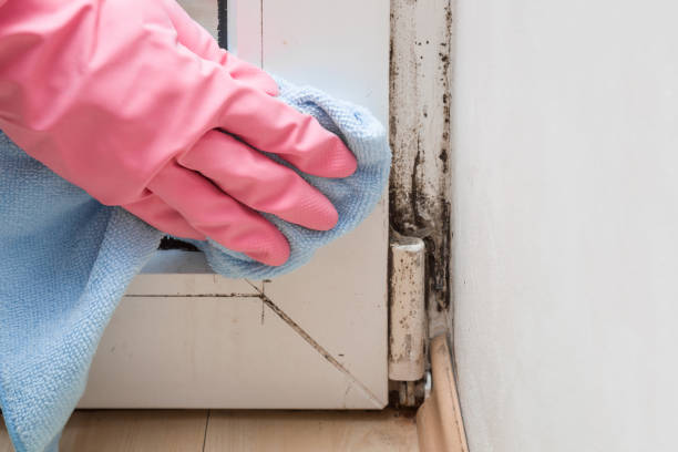 Mold Removal and Inspection in Maumelle, AR