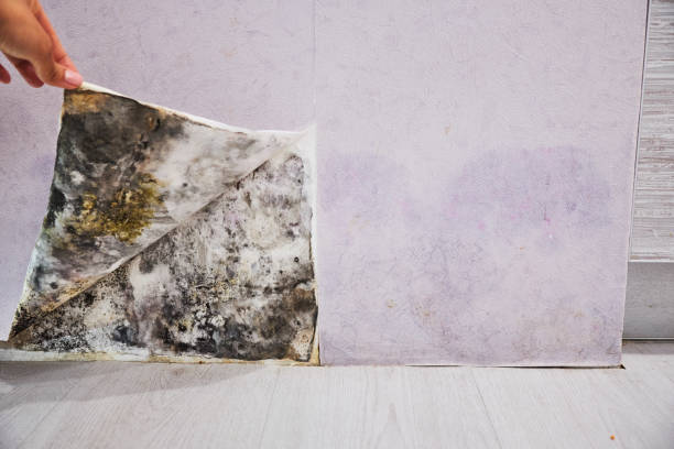 Best Mold Testing and Removal  in Maumelle, AR